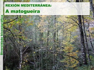 Diversidade bioxeográfica

REXIÓN MEDITERRÁNEA:

A matogueira

 