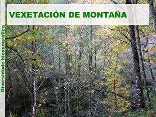 Diversidade bioxeográfica

VEXETACIÓN DE MONTAÑA

 