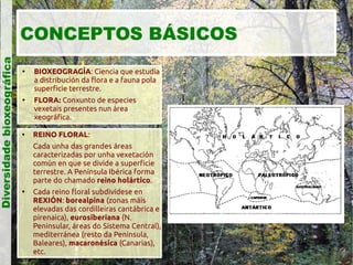 Diversidade bioxeográfica

CONCEPTOS BÁSICOS






BIOXEOGRAGÍA: Ciencia que estudia
a distribución da flora e a fauna pola
superficie terrestre.
FLORA: Conxunto de especies
vexetais presentes nun área
xeográfica.

REINO FLORAL:
Cada unha das grandes áreas
caracterizadas por unha vexetación
común en que se divide a superficie
terrestre. A Península Ibérica forma
parte do chamado reino holártico.



Cada reino floral subdivídese en
REXIÓN: borealpina (zonas máis
elevadas das cordilleiras cantábrica e
pirenaica), eurosiberiana (N.
Peninsular, áreas do Sistema Central),
mediterránea (resto da Península,
Baleares), macaronésica (Canarias),
etc.

 
