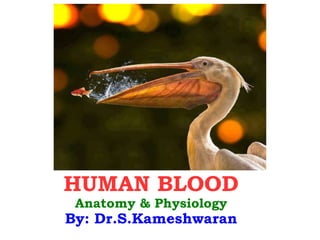 Click to add text
HUMAN BLOOD
Anatomy & Physiology
By: Dr.S.Kameshwaran
 