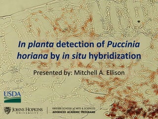 In planta detection of Puccinia
horiana by in situ hybridization
Presented by: Mitchell A. Ellison
 