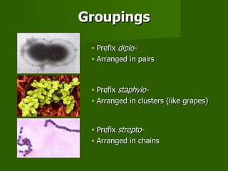 Groupings Prefix  diplo- Arranged in pairs Prefix  staphylo- Arranged in clusters (like grapes) Prefix  strepto- Arranged in chains 
