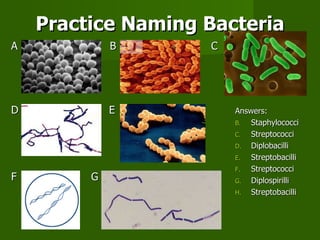 Practice Naming Bacteria A Answers: Staphylococci Streptococci Diplobacilli Streptobacilli Streptococci Diplospirilli Streptobacilli D C B G F E 