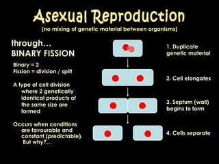 (no mixing of genetic material between organisms) Binary = 2 Fission = division / split A type of cell division where 2 genetically identical products of the same size are formed Asexual Reproduction through… BINARY FISSION Occurs when conditions are favourable and constant (predictable).  But why?… 1. Duplicate genetic material   2. Cell elongates  3. Septum (wall) begins to form 4. Cells separate  