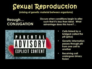 (mixing of genetic material between organisms) Occurs when conditions begin to alter such that it’s less than ideal.  What advantage does this have?… Sexual Reproduction through… CONJUGATION Cells linked by a bridged called the pili (pilus)   Genetic information passes through pili from one cell to another  Receiving cell undergoes binary fission 