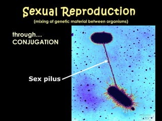 (mixing of genetic material between organisms) Sexual Reproduction through… CONJUGATION Sex pilus 