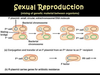 (mixing of genetic material between organisms) Sexual Reproduction 