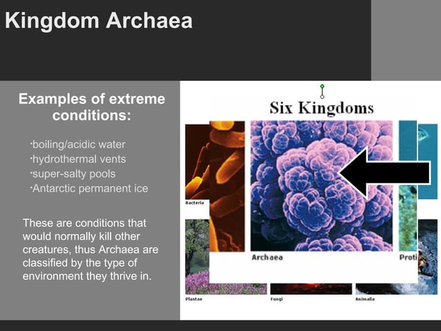 04 archae + bacteria | PPT