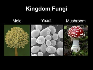 Kingdom Fungi Yeast Mold Mushroom 