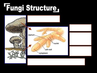 Mushroom:  Specialized reproductive part of fungus Mycelium:  loose, branching network of hyphae under the soil making up the main bulk of a fungus Septum:  porous walls that divide the hyphae into cells Chitin:  material that forms the cell wall of fungi Hyphae:   network of fine filaments Fungi Structure 