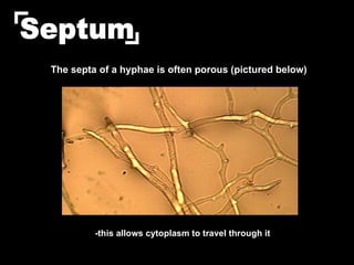 The septa of a hyphae is often porous (pictured below) -this allows cytoplasm to travel through it Septum 