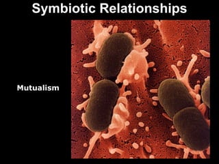 Symbiotic Relationships Mutualism 