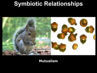 Symbiotic Relationships Mutualism 