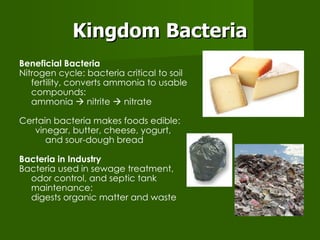 Kingdom Bacteria Beneficial Bacteria Nitrogen cycle: bacteria critical to soil fertility, converts ammonia to usable compounds: ammonia    nitrite    nitrate  Certain bacteria makes foods edible: vinegar, butter, cheese, yogurt, and sour-dough bread Bacteria in Industry Bacteria used in sewage treatment, odor control, and septic tank maintenance: digests organic matter and waste 