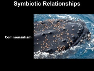 Symbiotic Relationships Commensalism 