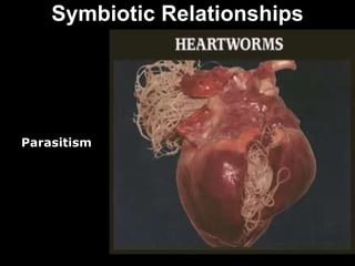 Symbiotic Relationships Parasitism 