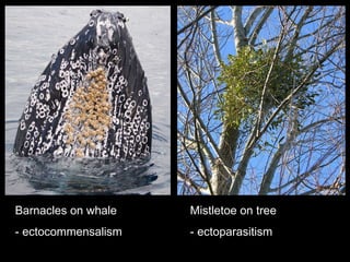 Barnacles on whale - ectocommensalism Mistletoe on tree - ectoparasitism 