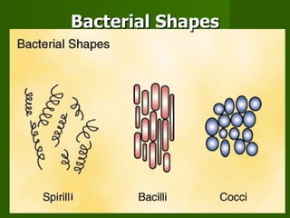 Bacterial Shapes i 