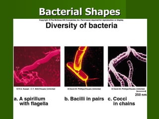 Bacterial Shapes 
