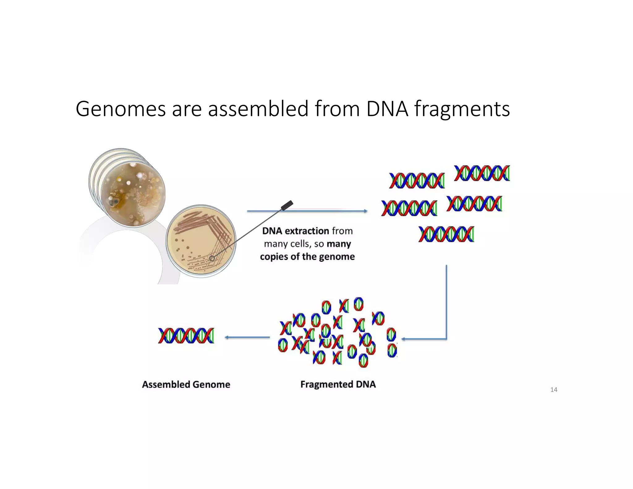 Genomes are assembled from DNA fragments
14
 