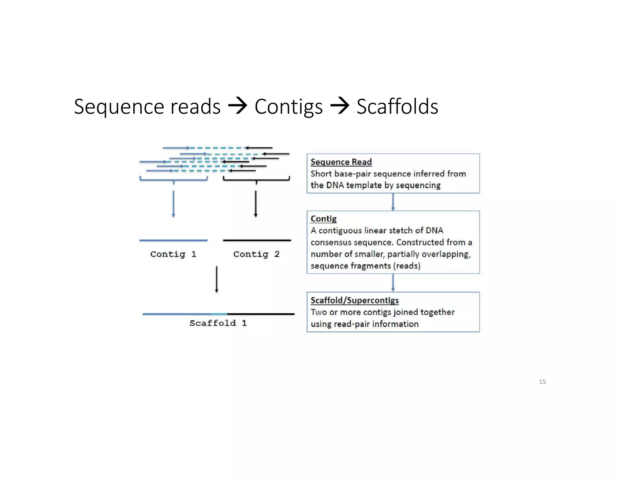 Sequence reads à Contigs à Scaffolds
15
 