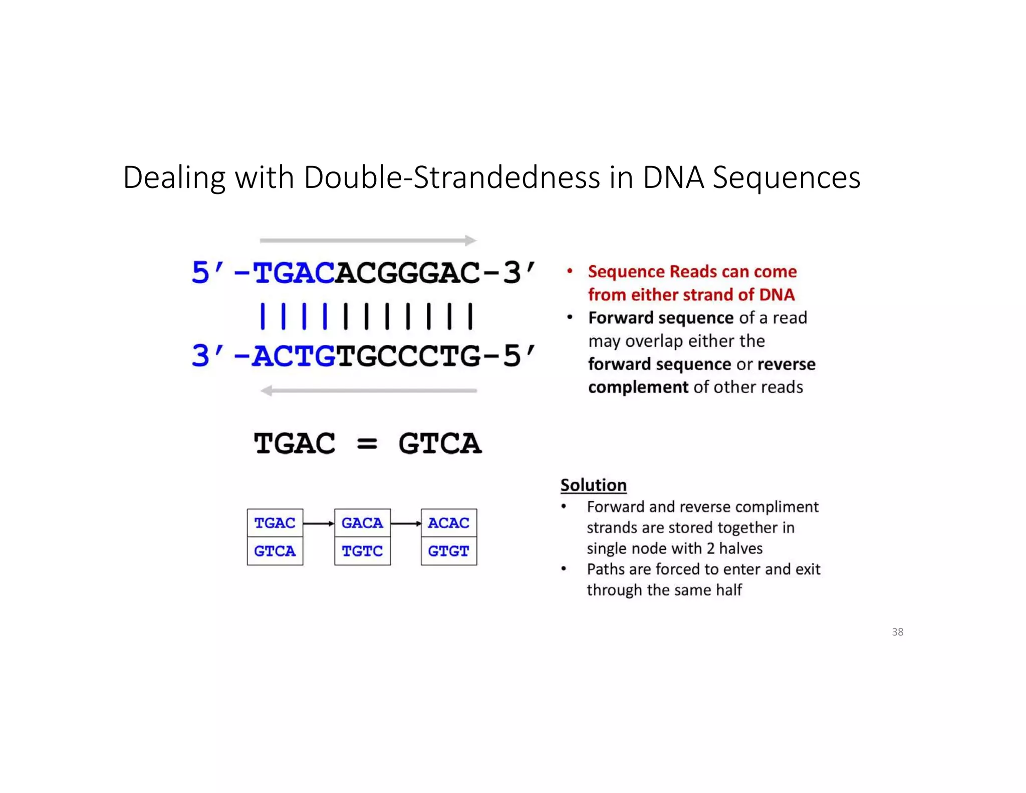 Dealing with Double-Strandedness in DNA Sequences
38
 