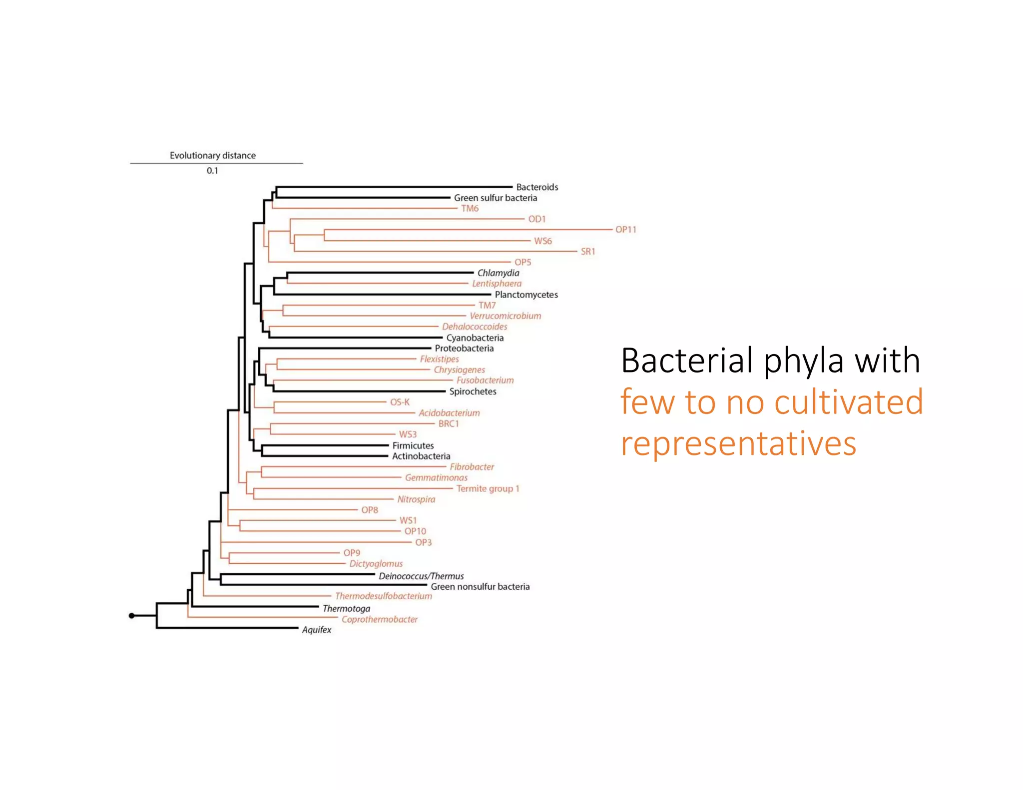 Bacterial phyla with
few to no cultivated
representatives
 