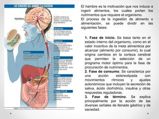 El hambre es la motivación que nos induce a
ingerir alimentos, los cuales portan los
nutrimentos que requiere el organismo.
El proceso de la ingestión de alimento o
alimentación, se puede dividir en las
siguientes fases:
1. Fase de inicio. Se basa tanto en el
estado interno del organismo, como en el
valor incentivo de la meta alimenticia por
alcanzar (alimento por consumir), lo cual
origina cambios en la corteza cerebral
que permiten la selección de un
programa motor óptimo para la fase de
procuración de nutrimentos.
2. Fase de consumo. Se caracteriza por
una acción estereotipada con
movimientos rítmicos y ajustes
autonómicos que incluyen la secreción de
saliva, ácido clorhídrico, insulina y otras
respuestas reguladoras.
3. Fase de término. Se explica
principalmente por la acción de las
diversas señales de llenado gástrico y de
saciedad.
 