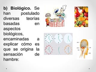 b) Biológico. Se
han postulado
diversas teorías
basadas en
aspectos
biológicos,
encaminadas a
explicar cómo es
que se origina la
sensación de
hambre:
 