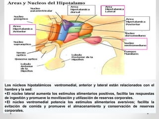 Los núcleos hipotalámicos ventromedial, anterior y lateral están relacionados con el
hambre y la sed:
∗El núcleo lateral aumenta los estímulos alimentarios positivos, facilita las respuestas
de ingestión y promueve la movilización y utilización de reservas corporales.
∗El núcleo ventromedial potencia los estímulos alimentarios aversivos; facilita la
evitación de comida y promueve el almacenamiento y conservación de reservas
corporales.
 