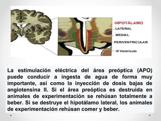 La estimulación eléctrica del área preóptica (APO)
puede conducir a ingesta de agua de forma muy
importante, así como la inyección de dosis bajas de
angiotensina II. Si el área preóptica es destruida en
animales de experimentación se rehúsan totalmente a
beber. Si se destruye el hipotálamo lateral, los animales
de experimentación rehúsan comer y beber.
 