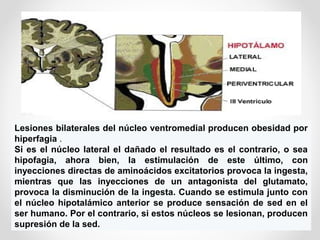 Lesiones bilaterales del núcleo ventromedial producen obesidad por
hiperfagia .
Si es el núcleo lateral el dañado el resultado es el contrario, o sea
hipofagia, ahora bien, la estimulación de este último, con
inyecciones directas de aminoácidos excitatorios provoca la ingesta,
mientras que las inyecciones de un antagonista del glutamato,
provoca la disminución de la ingesta. Cuando se estimula junto con
el núcleo hipotalámico anterior se produce sensación de sed en el
ser humano. Por el contrario, si estos núcleos se lesionan, producen
supresión de la sed.
 