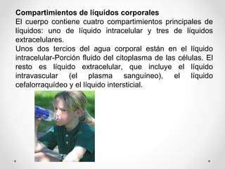 Compartimientos de líquidos corporales
El cuerpo contiene cuatro compartimientos principales de
líquidos: uno de líquido intracelular y tres de líquidos
extracelulares.
Unos dos tercios del agua corporal están en el líquido
intracelular-Porción fluido del citoplasma de las células. El
resto es líquido extracelular, que incluye el líquido
intravascular (el plasma sanguíneo), el líquido
cefalorraquídeo y el líquido intersticial.
 