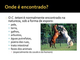 O C. tetani é normalmente encontrado na
natureza, sob a forma de esporo:
 pele,
 terra,
 galhos,
 arbustos,
 águas putrefatas,
 poeira das ruas,
 trato intestinal
 fezes dos animais
▪ (especialmente do cavalo e do homem)
 