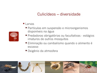 Culicídeos – diversidade
§ Larvas
§ Partículas em suspensão e microorganismos
disponíveis na água
§ Predadoras obrigatórias ou facultativas - estágios
imaturos de outros mosquitos
§ Eliminação ou canibalismo quando o alimento é
escasso
§ Oxigênio da atmosfera
 