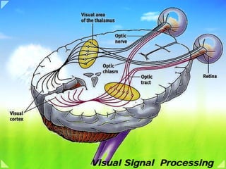 Visual Signal Processing
 