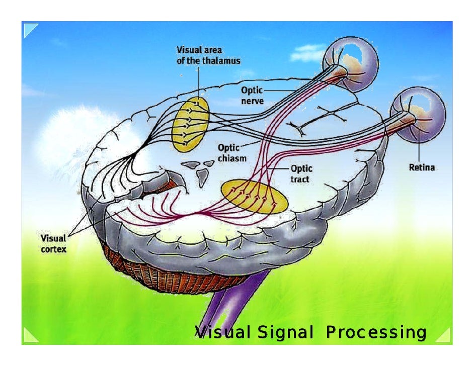 04a visiual signal processing intorduction