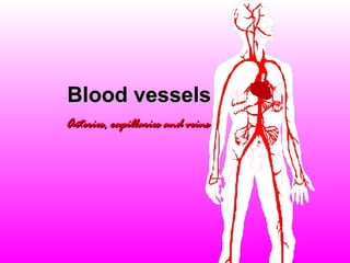 Blood vessels Arteries, capillaries and veins 