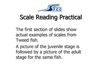 Scale Reading Practical
The first section of slides show
actual examples of scales from
Tweed fish.
A picture of the juvenile stage is
followed by a picture of the adult
stage for the same fish.
 