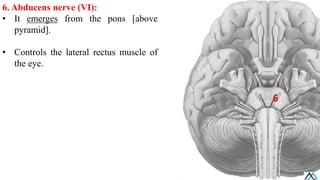 Pyramids Pons Brain stem / Brain stem / Brain stem.pdf