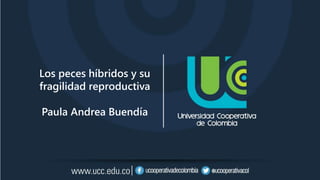 Los peces híbridos y su
fragilidad reproductiva
Paula Andrea Buendía
 