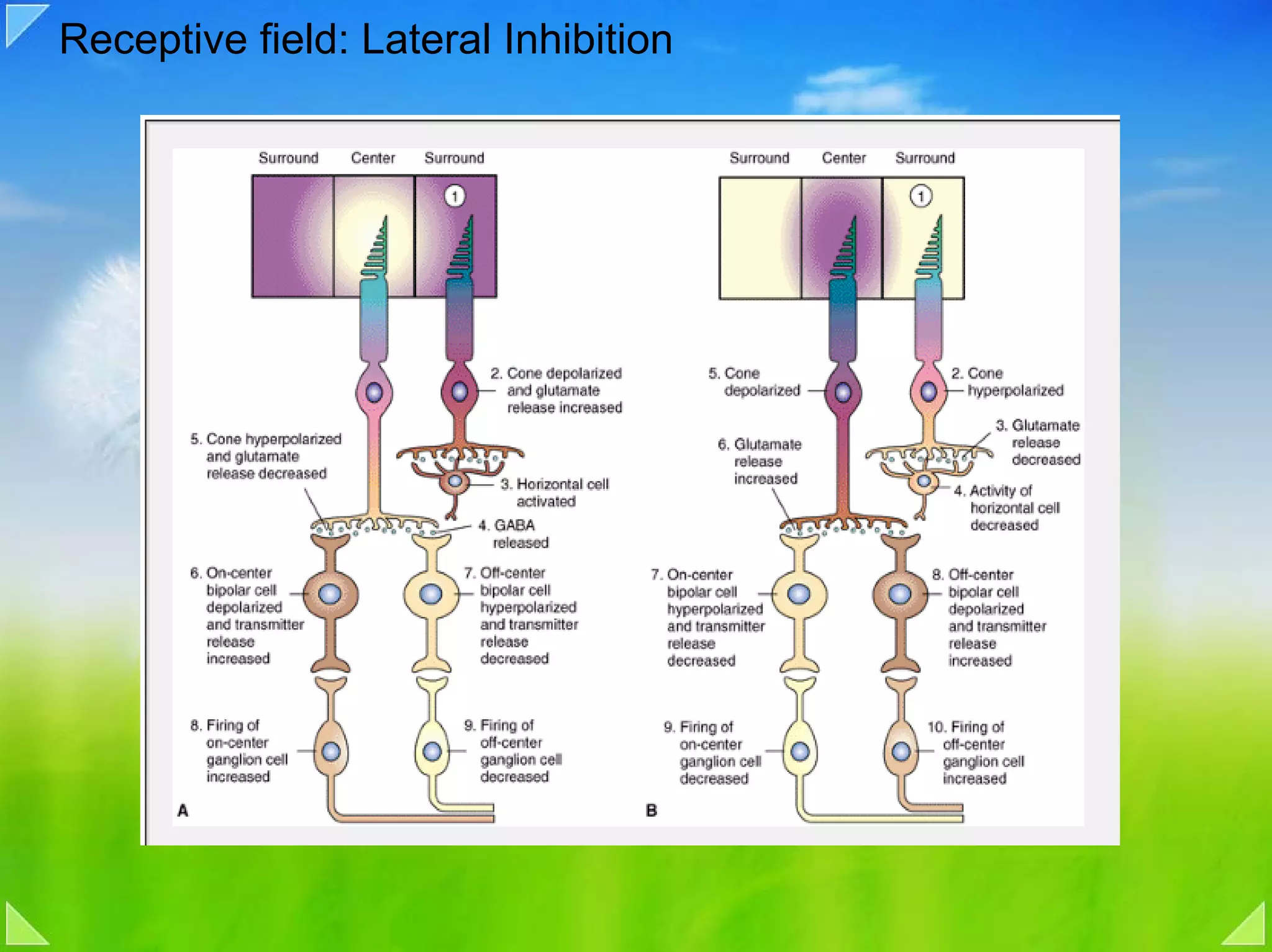 Receptive field: Lateral Inhibition
 