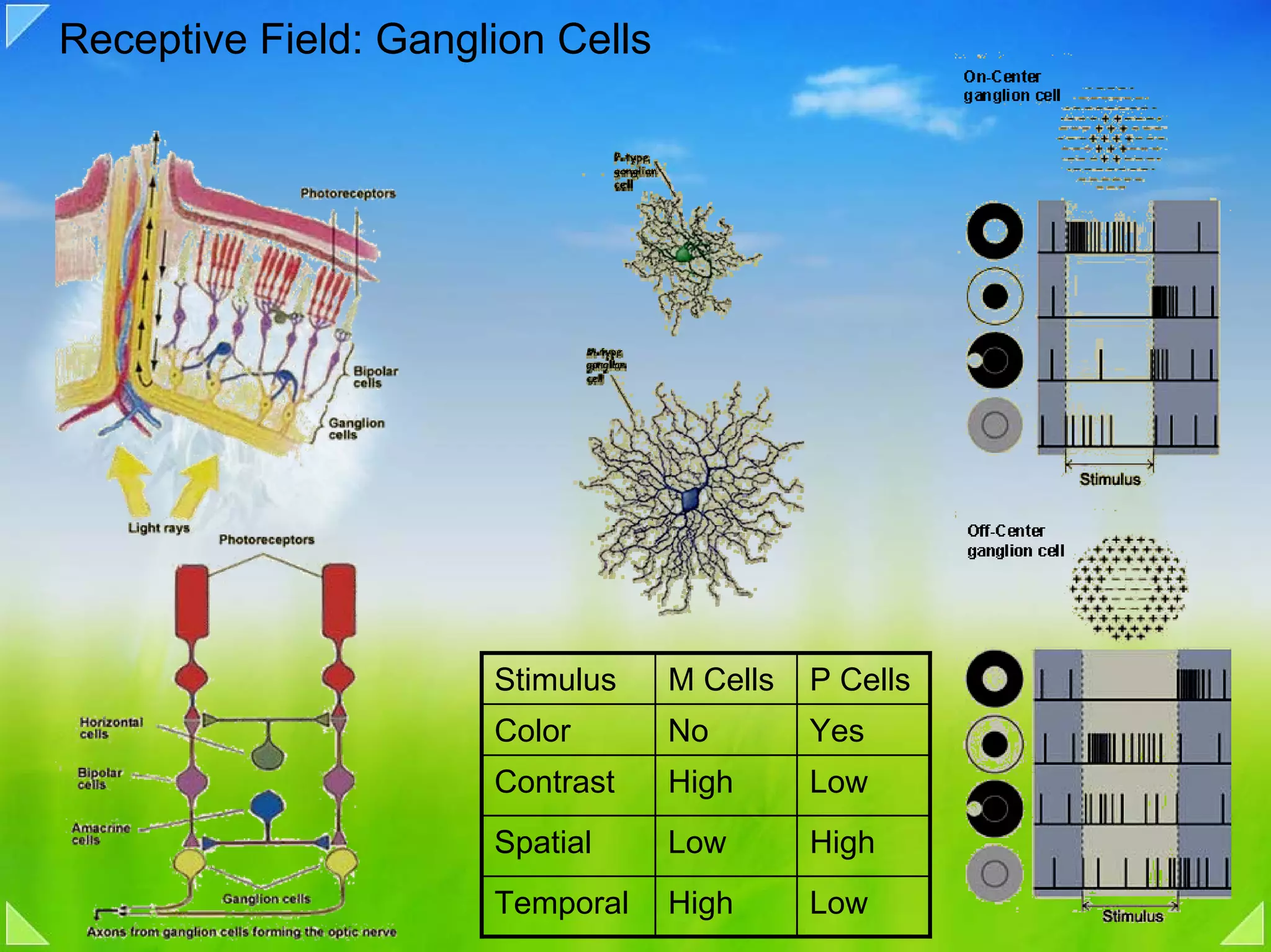 Receptive Field: Ganglion Cells




                      Stimulus    M Cells   P Cells
                      Color       No        Yes
                      Contrast    High      Low
                      Spatial     Low       High
                      Temporal    High      Low
 