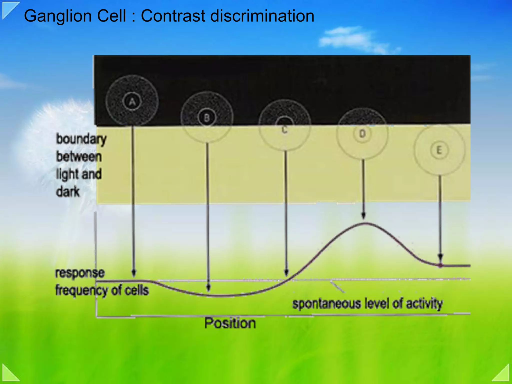 Ganglion Cell : Contrast discrimination
 