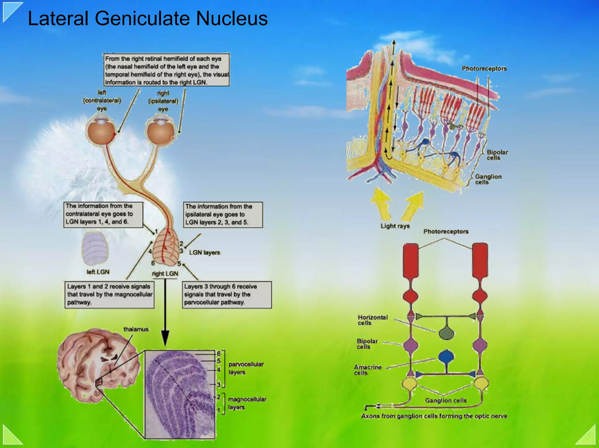 Lateral Geniculate Nucleus
 