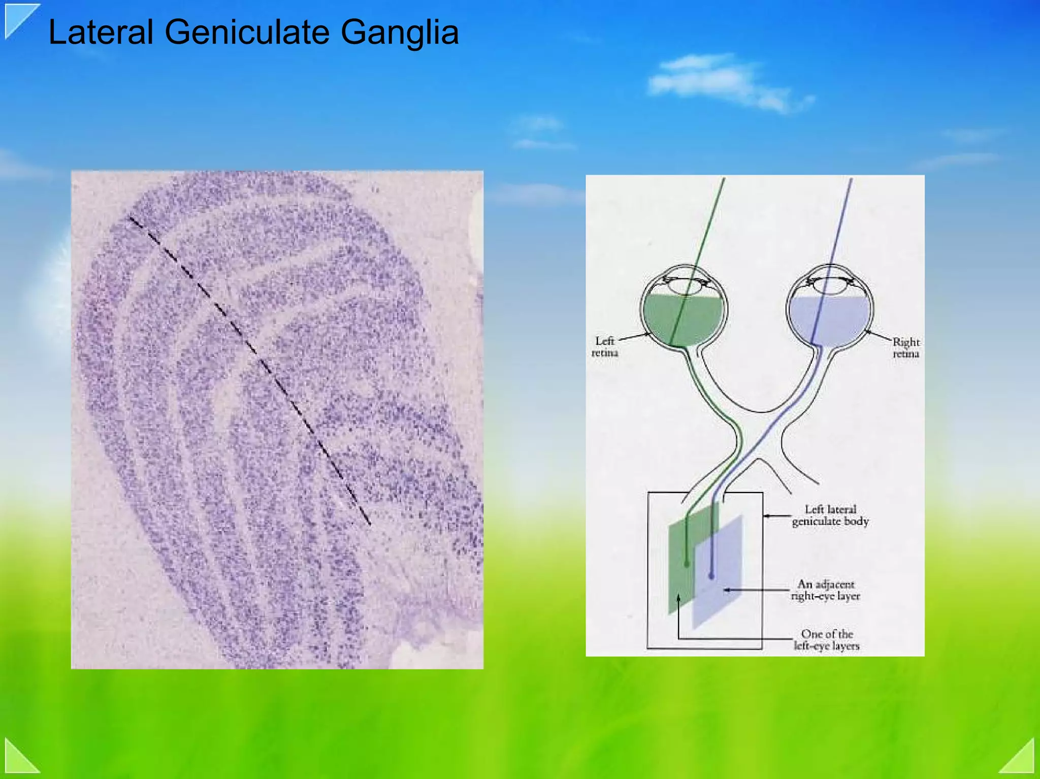 Lateral Geniculate Ganglia
 