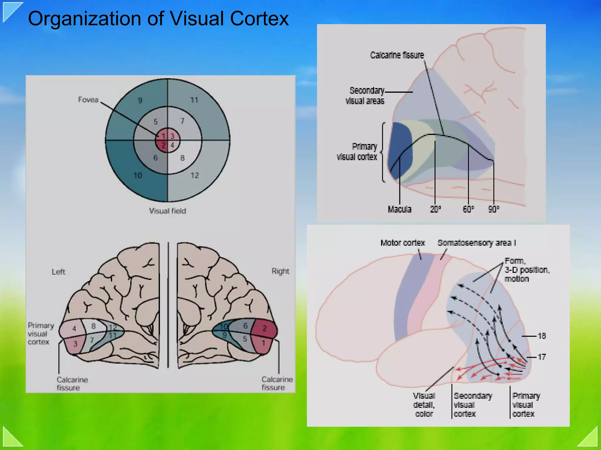 Organization of Visual Cortex
 