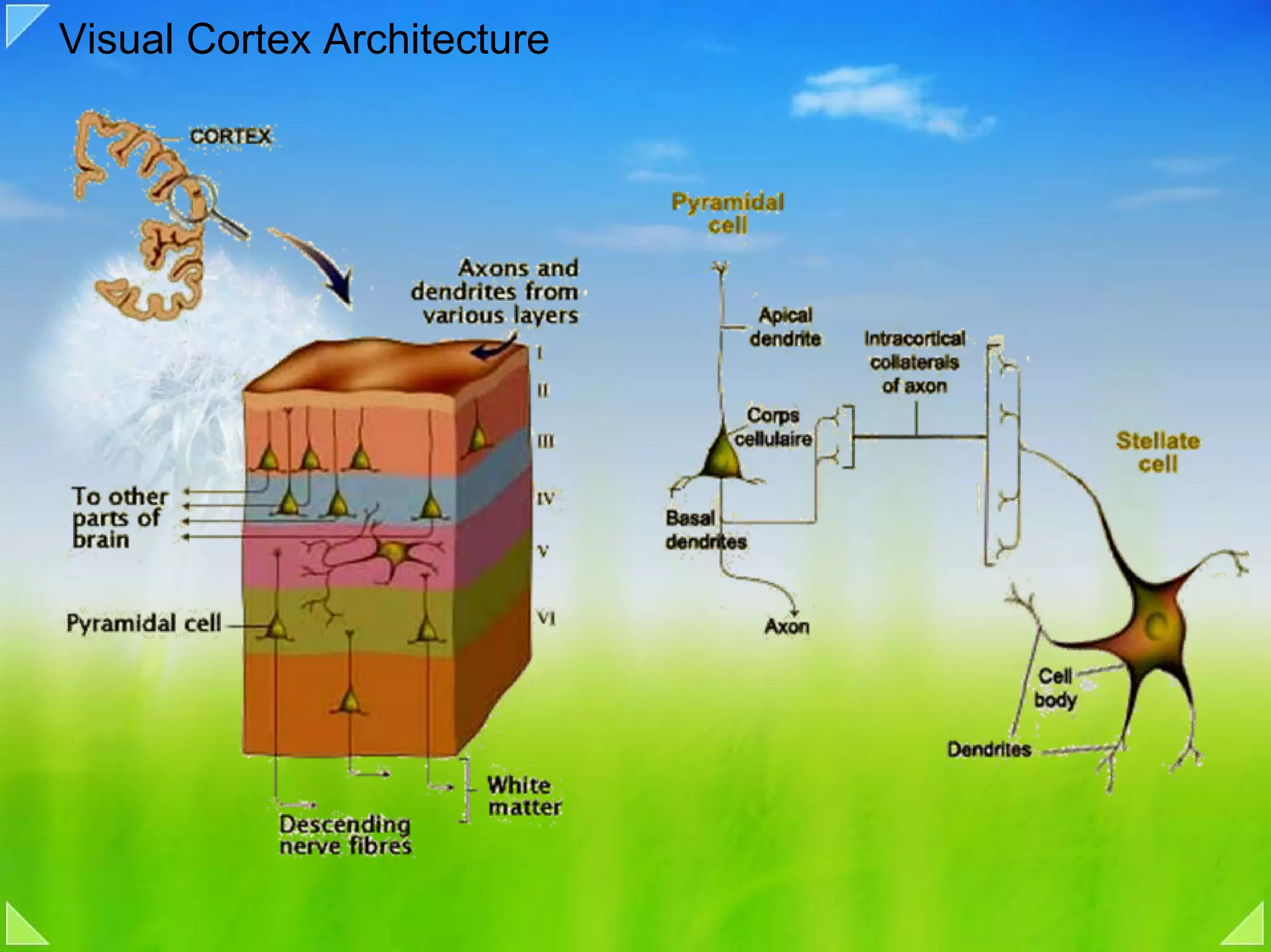 Visual Cortex Architecture
 