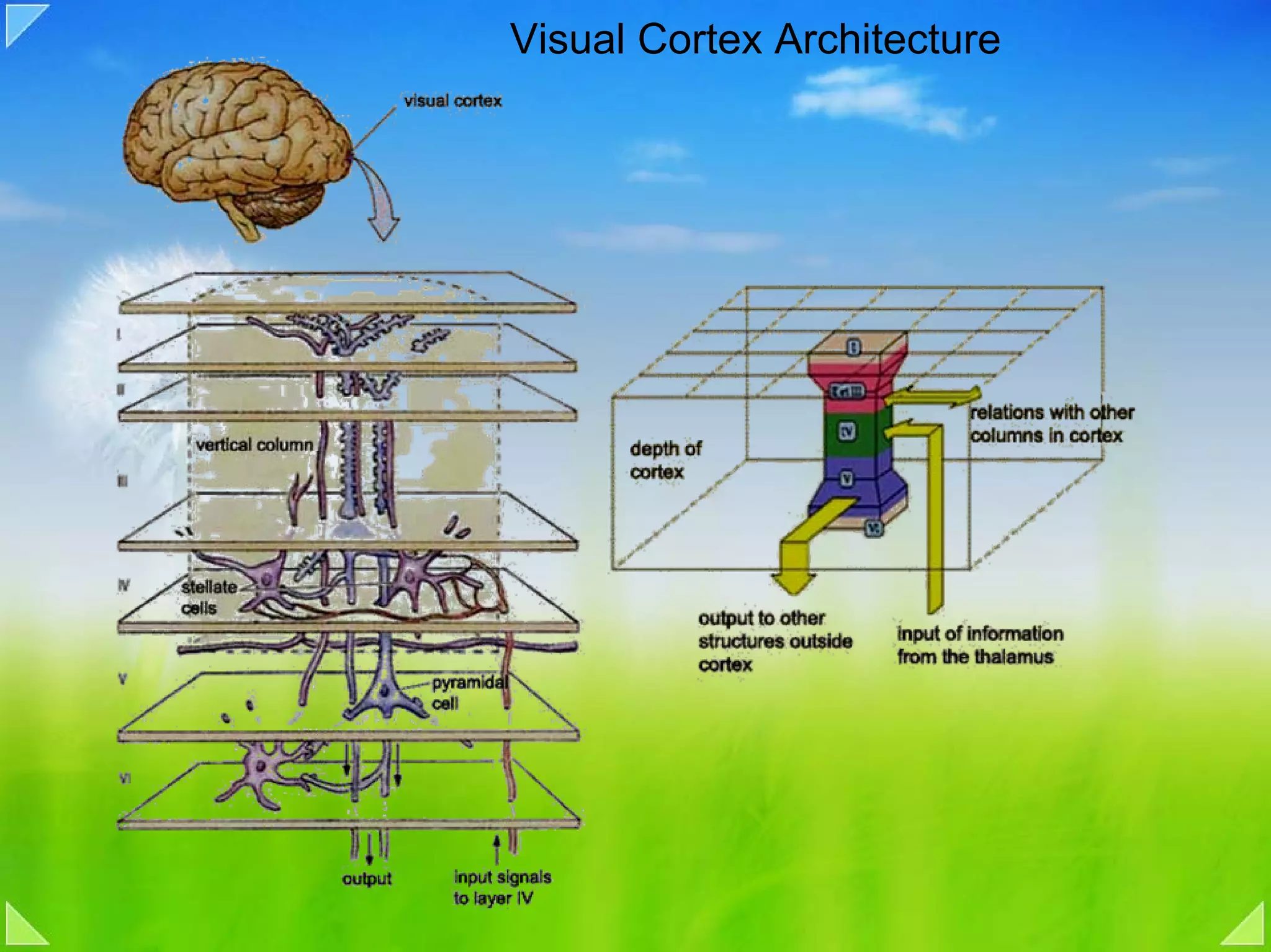 Visual Cortex Architecture
 