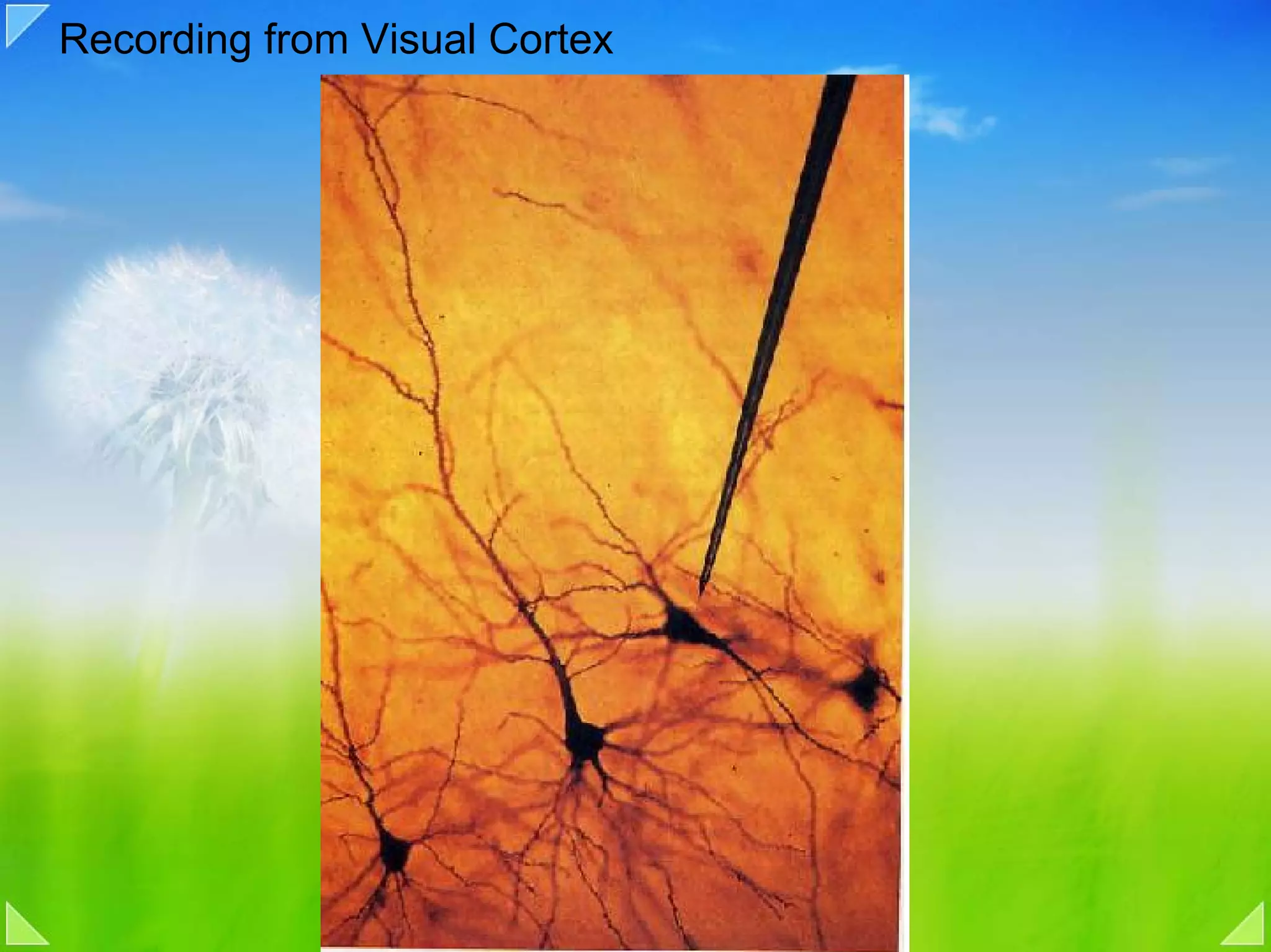Recording from Visual Cortex
 